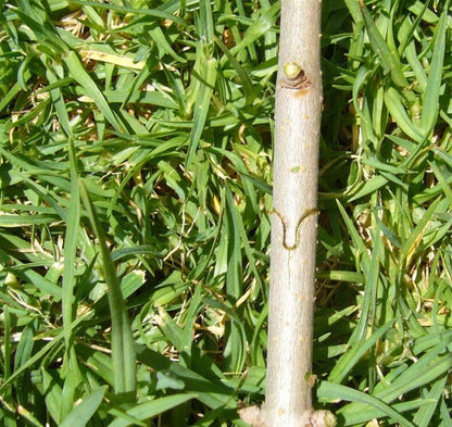 GREFFS™ - Grafting Scissors for Your Garden (Professional Tool)